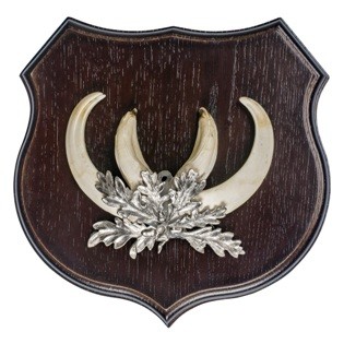 edles Keilerschild in Wappenform dunkel gefärbt Durchmesser 18 cm zum Aufsetzten von Keilerwaffen