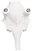 Damhirschschädel K2 30mm - 